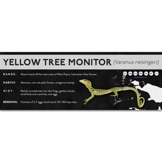 Yellow Tree Monitor (Varanus reisingeri) - X Label