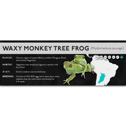 Waxy Monkey Tree Frog (Phyllomedusa sauvagii) - X Label