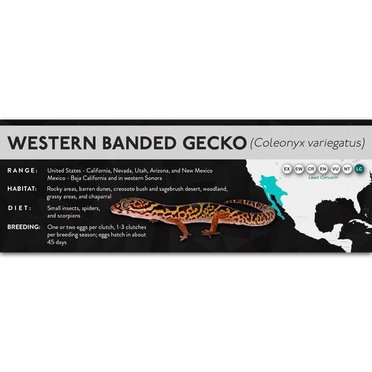 Western Banded Gecko (Coleonyx variegatus) - X Label