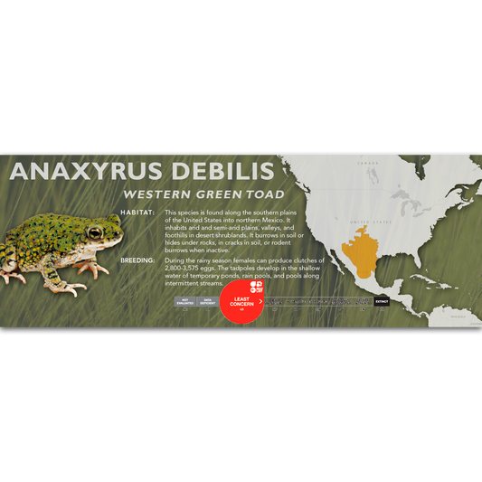 Western Green Toad (Anaxyrus debilis) - Classic Vivarium Label