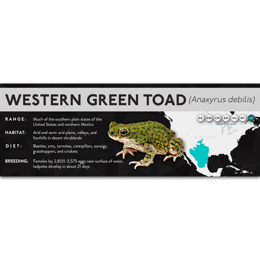 Western Green Toad (Anaxyrus debilis) - X Label