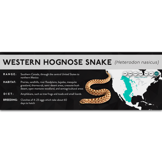 Western Hognose Snake (Heterodon nasicus) - X Label