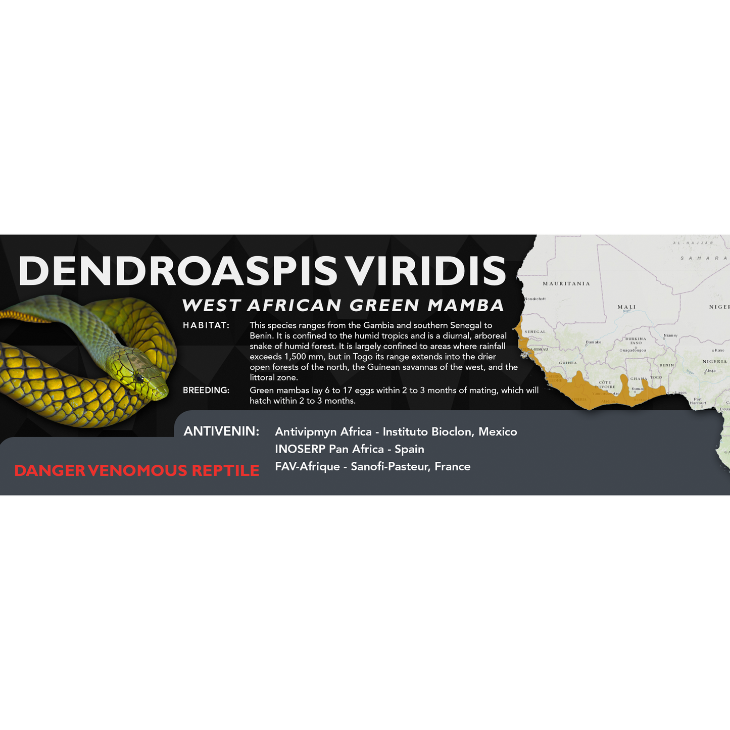 West African Green Mamba (Dendroaspis viridis) Classic Vivarium Label