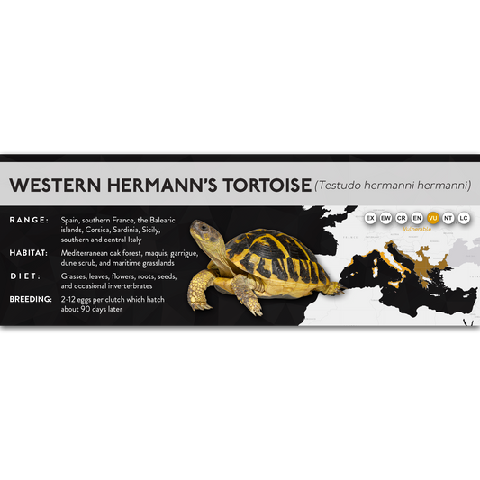 Hermann's Tortoise (Testudo hermanni) - X Label