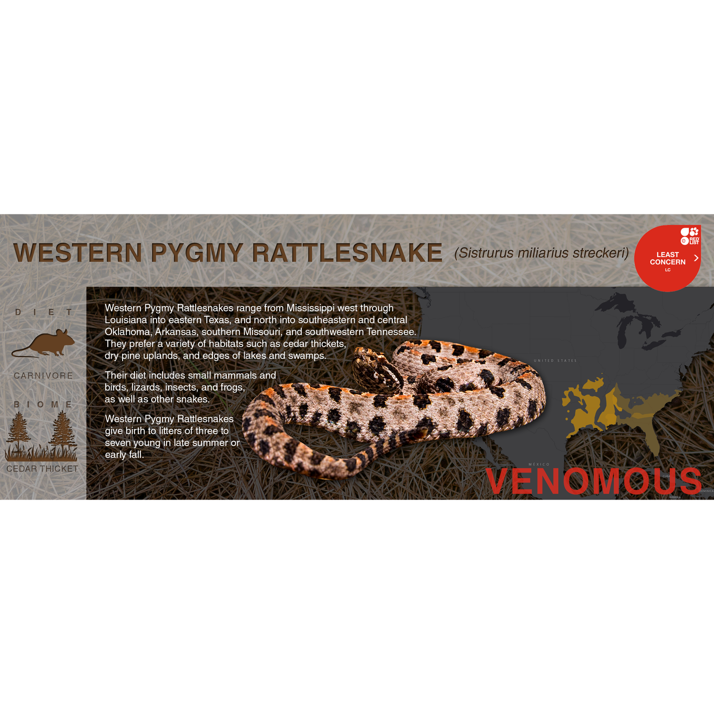 Pygmy Rattlesnake (Sistrurus miliarius) - Black Series Vivarium Label