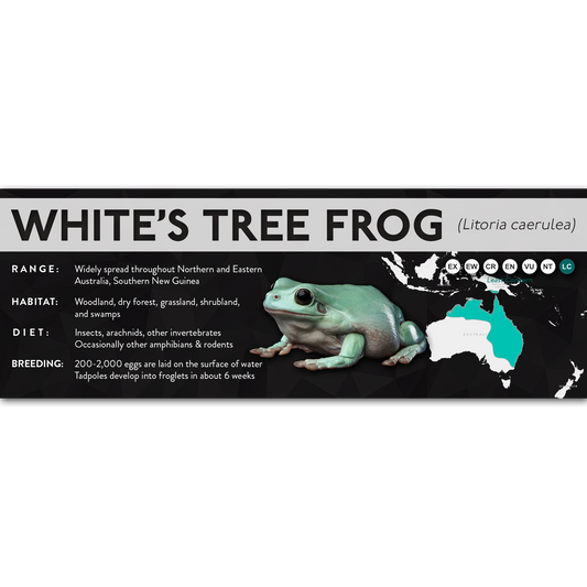 White's Tree Frog (Litoria caerulea) - X Label