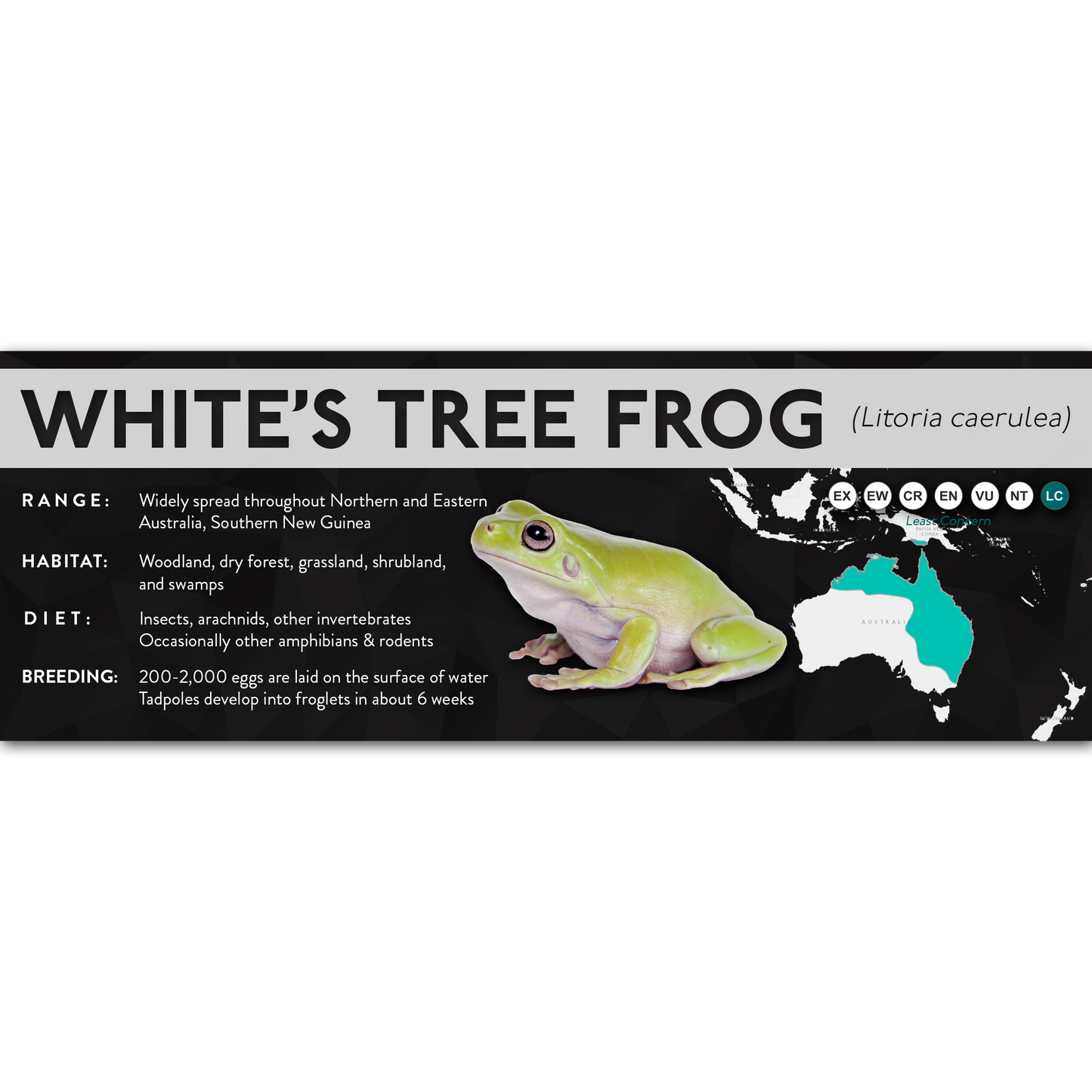 White's Tree Frog (Litoria caerulea) - X Label