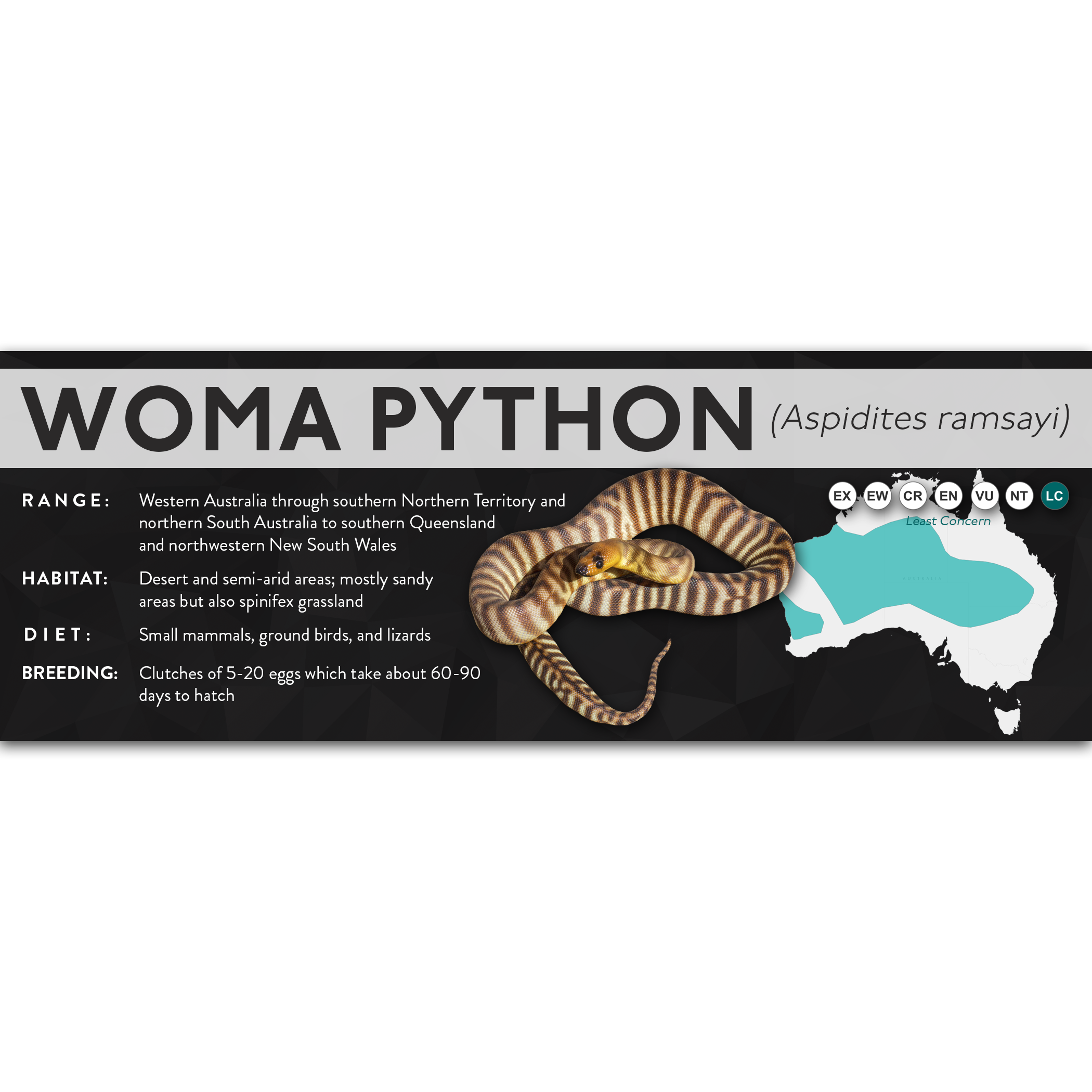 Woma Python (Aspidites ramsayi) - X Label – Cloud Forest Design