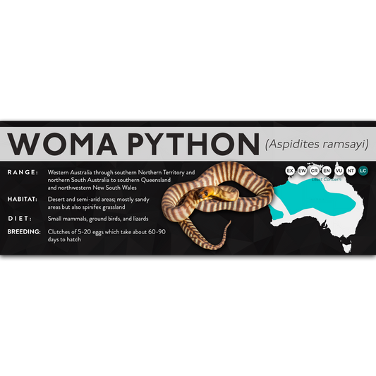 Woma Python (Aspidites ramsayi) - X Label