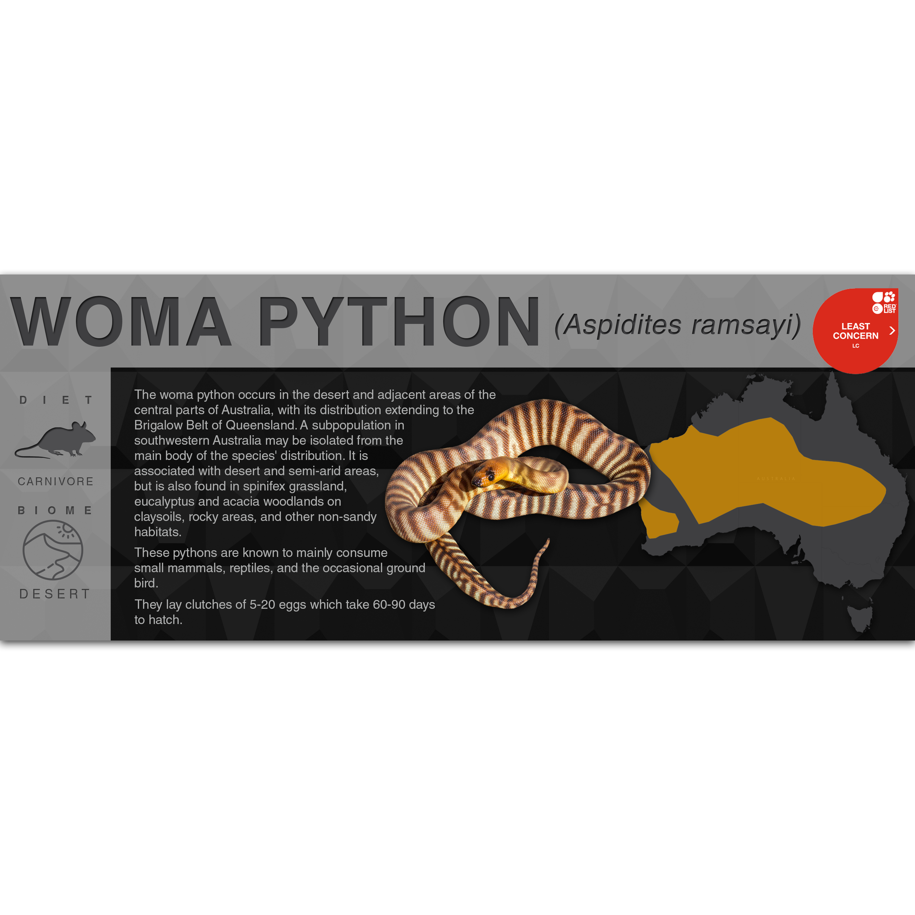 Woma Python Enclosure Design Woma Python (Aspidites ramsayi) - Black Series Vivarium Label – Cloud ...