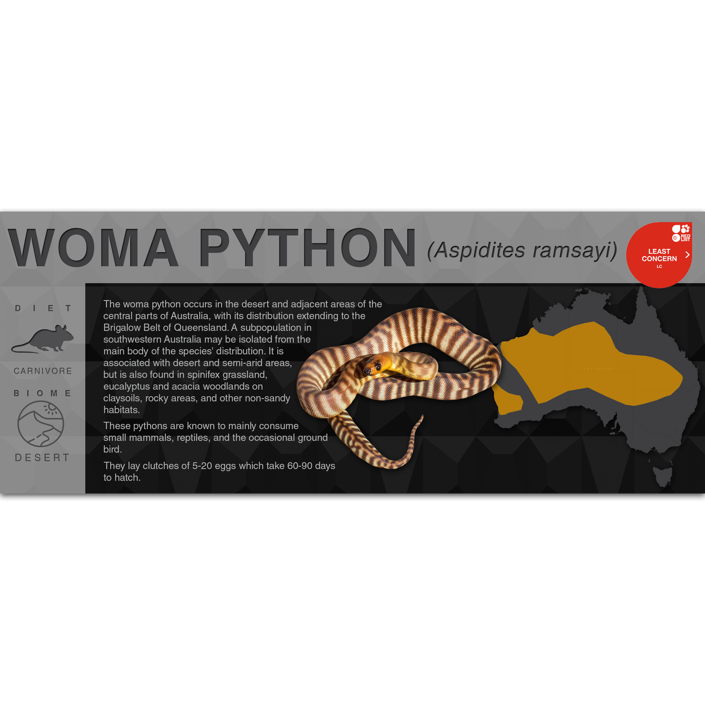 Woma Python (Aspidites ramsayi) - Black Series Vivarium Label