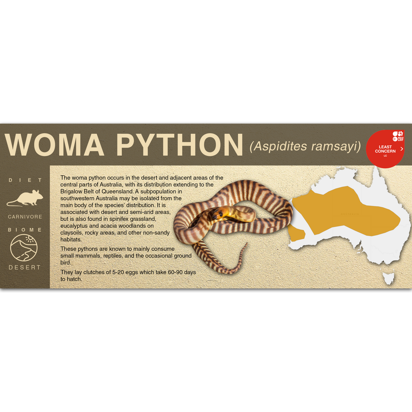 Woma Python (Aspidites ramsayi) - Black Series Vivarium Label