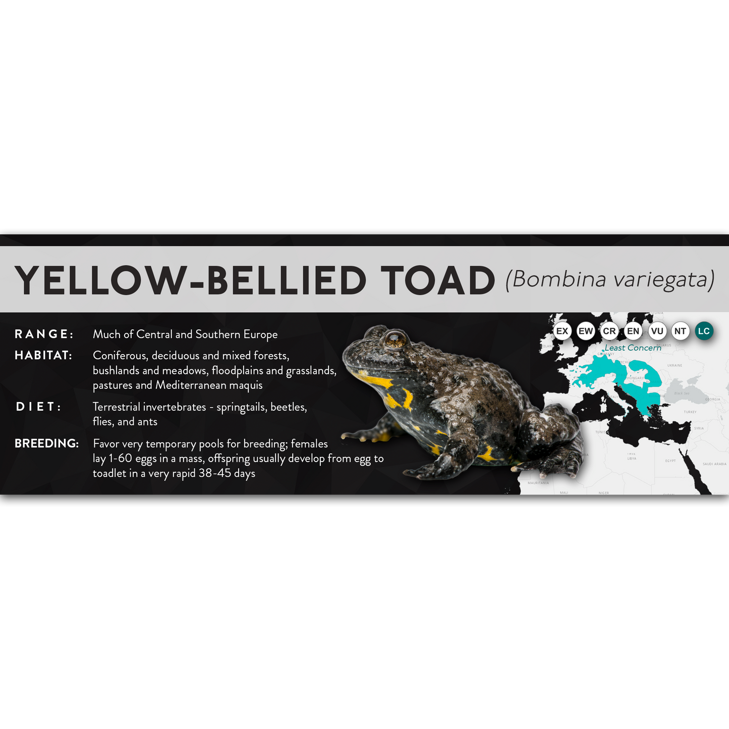 Yellow-Bellied Toad (Bombina variegata) - X Label