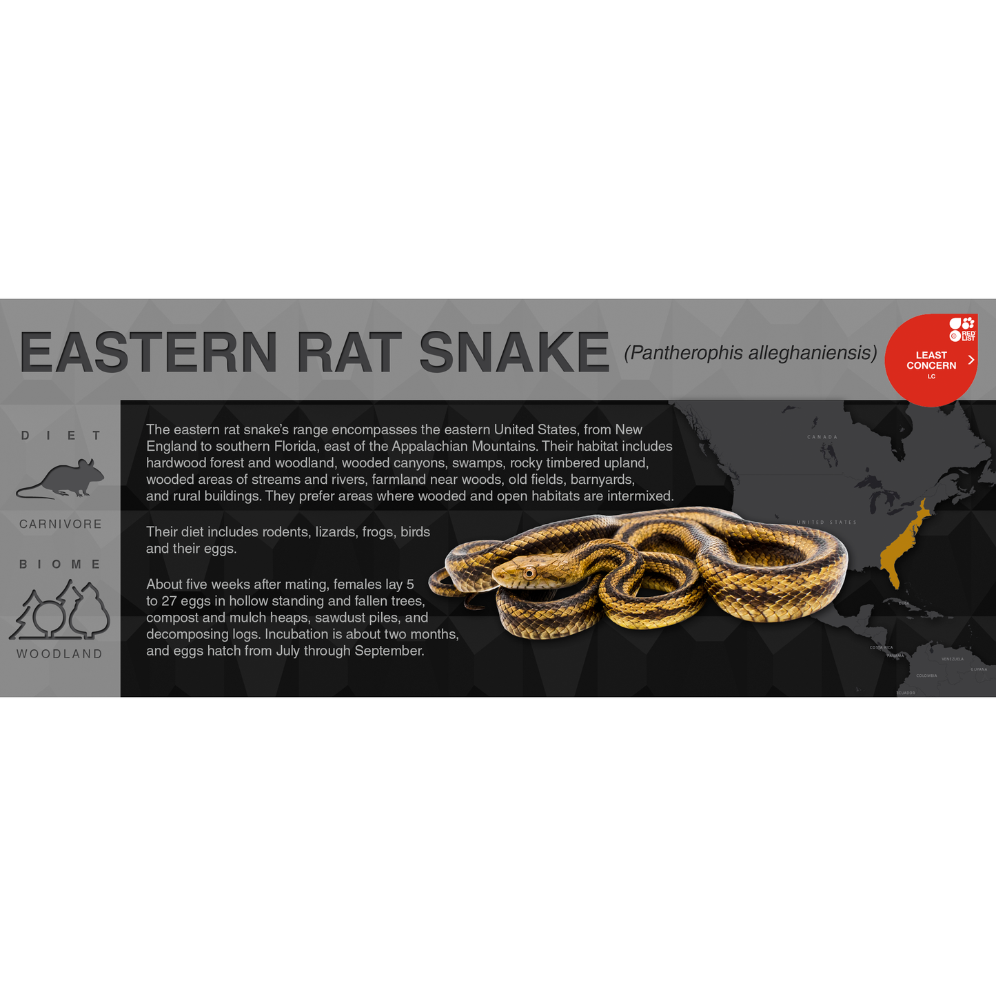 Eastern Rat Snake (Pantherophis alleghaniensis) - Black Series Vivarium Label