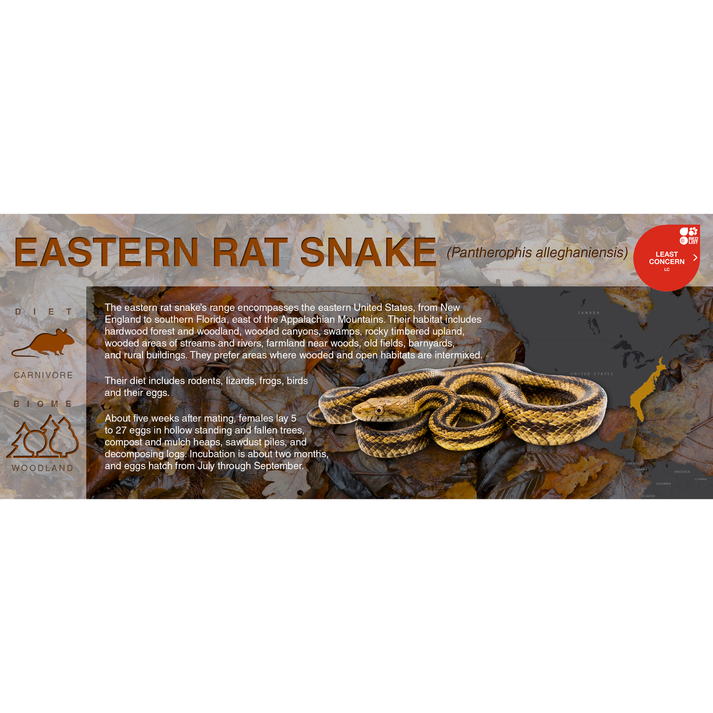 Eastern Rat Snake (Pantherophis alleghaniensis) - Black Series Vivarium Label