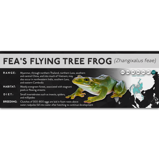Fea's Flying Tree Frog (Zhangixalus feae) - X Label