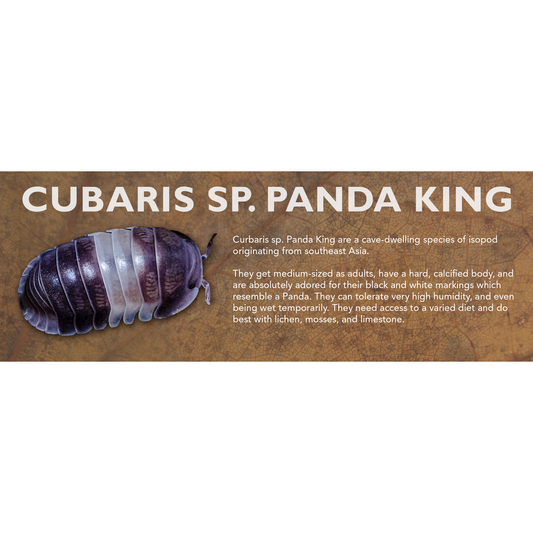 Cubaris sp. Panda King - Isopod Label