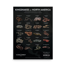 Load image into Gallery viewer, Kingsnakes of North America - 18&quot; x 24&quot; Poster - Animals of the World Poster Series #1