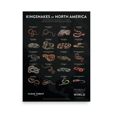 Kingsnakes of North America - 18