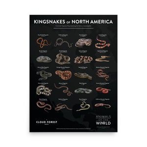 Kingsnakes of North America - 18" x 24" Poster - Animals of the World Poster Series #1