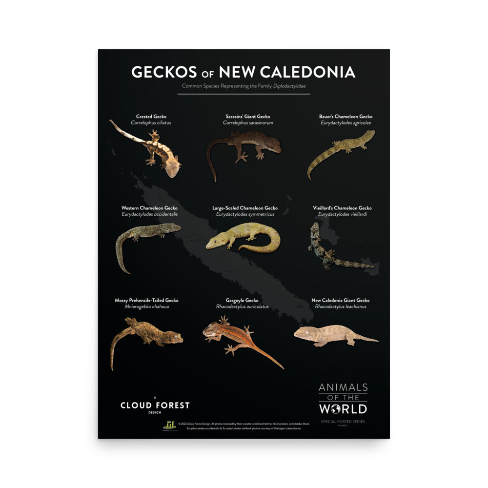 Geckos of New Caledonia - 18" x 24" Poster - Animals of the World Poster Series #2