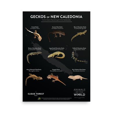 Geckos of New Caledonia - 18