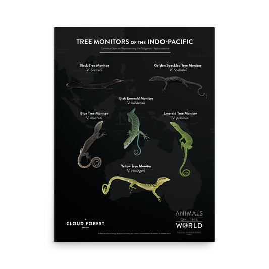 Tree Monitors of the Indo-Pacific - 18" x 24" Poster - Animals of the World Poster Series #5