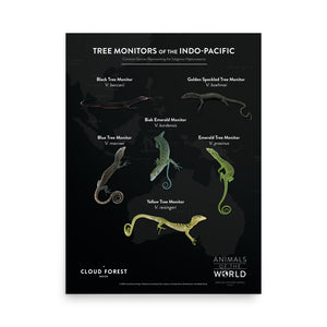 Tree Monitors of the Indo-Pacific - 18" x 24" Poster - Animals of the World Poster Series #5