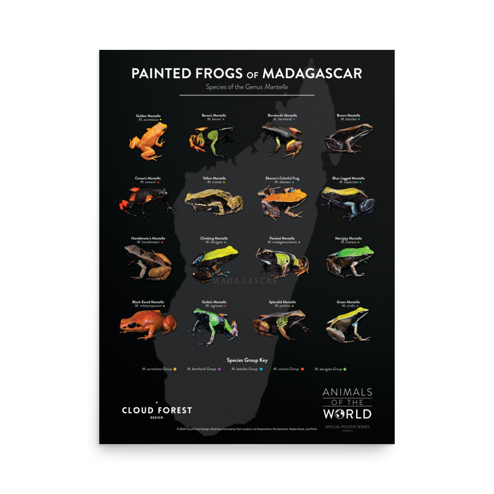 Painted Frogs of Madagascar - 18" x 24" Poster - Animals of the World Poster Series #6