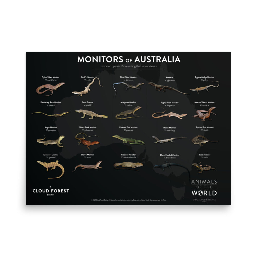 Monitors of Australia - 24"x18" Poster - Animals of the World Poster Series #7