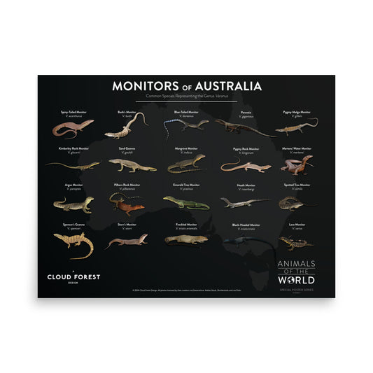 Monitors of Australia - 24"x18" Poster - Animals of the World Poster Series #7