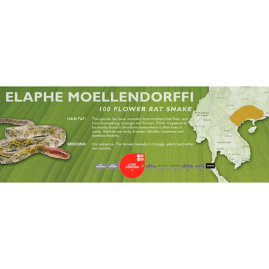 100 Flower Rat Snake (Elaphe moellendorffi) Standard Vivarium Label