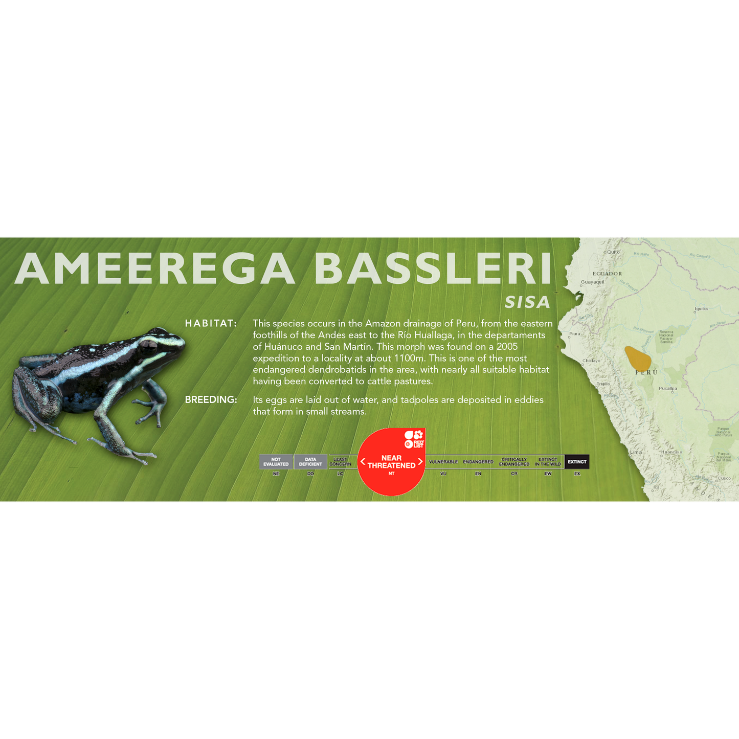 Ameerega bassleri - Classic Vivarium Label