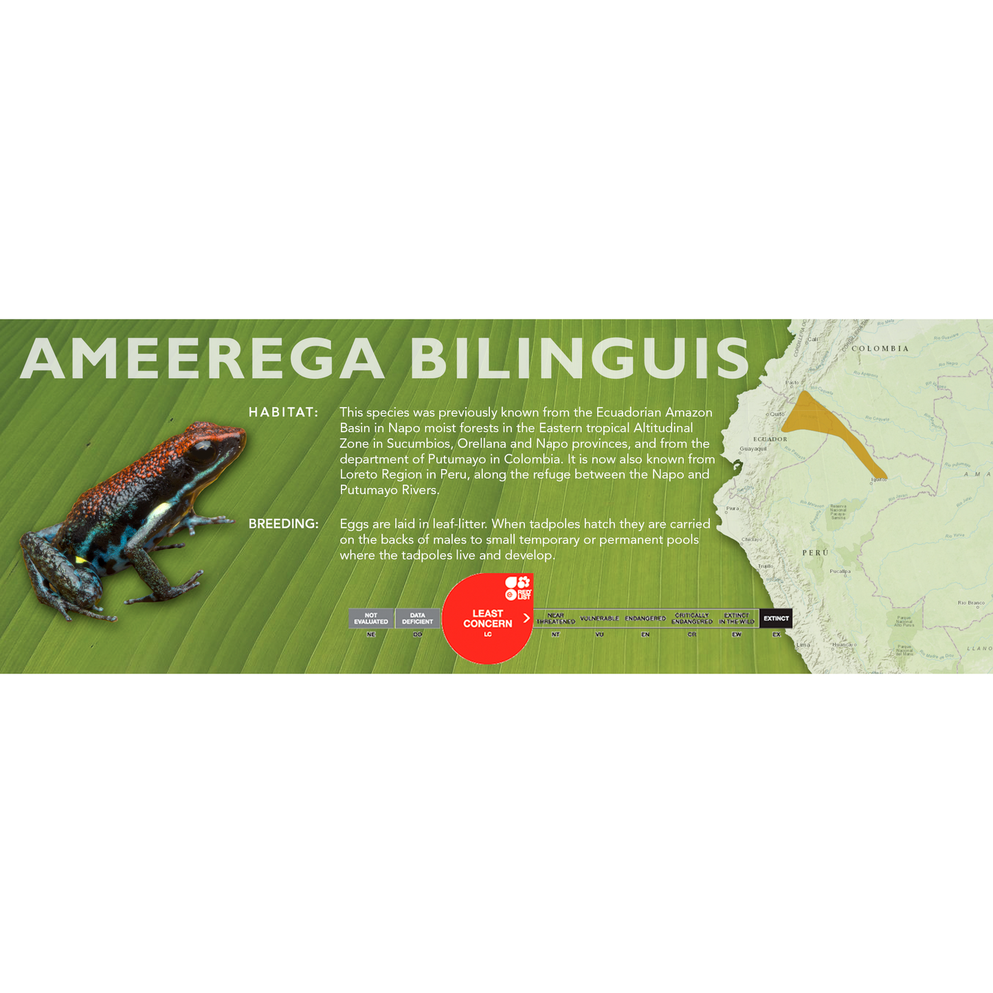 Ameerega bilinguis - Standard Vivarium Label