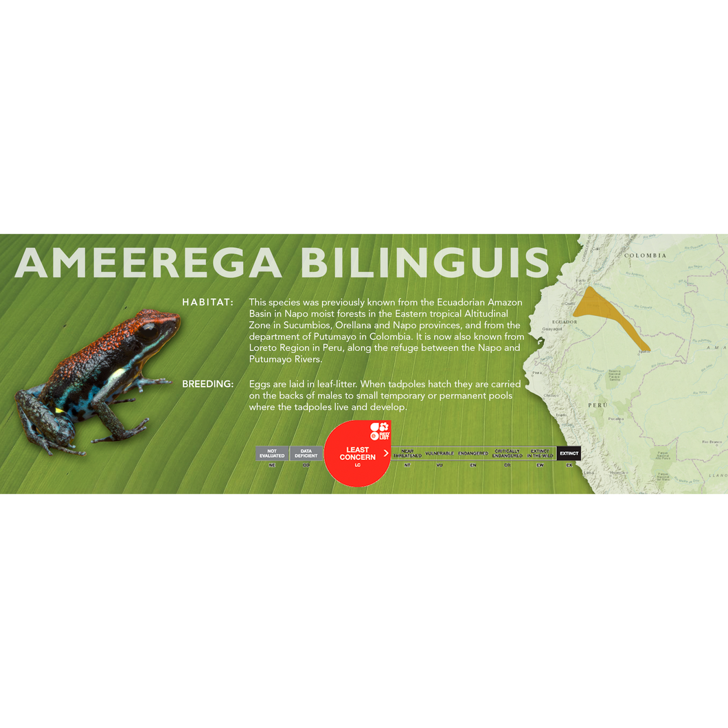 Ameerega bilinguis - Standard Vivarium Label