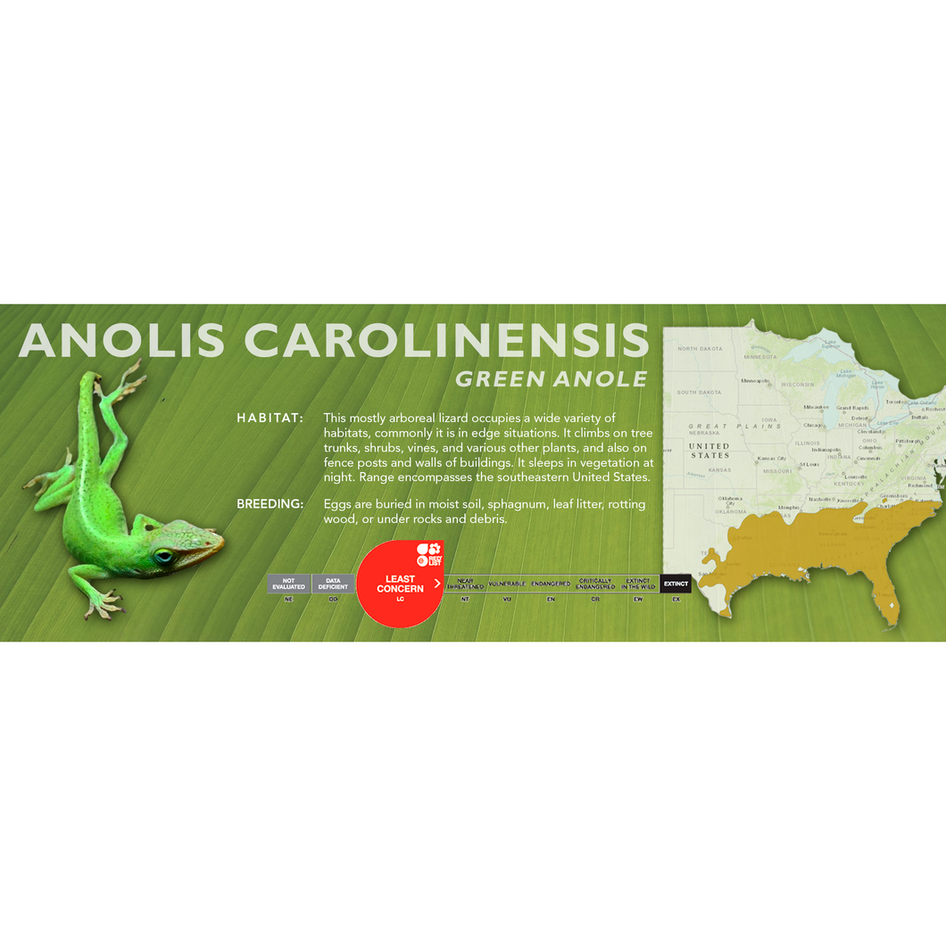 Green Anole (Anolis carolinensis) Standard Vivarium Label