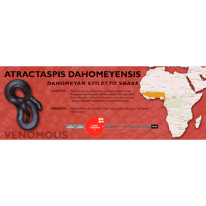 Dahomeyan Stiletto Snake (Atractaspis dahomeyensis) Standard Vivarium Label