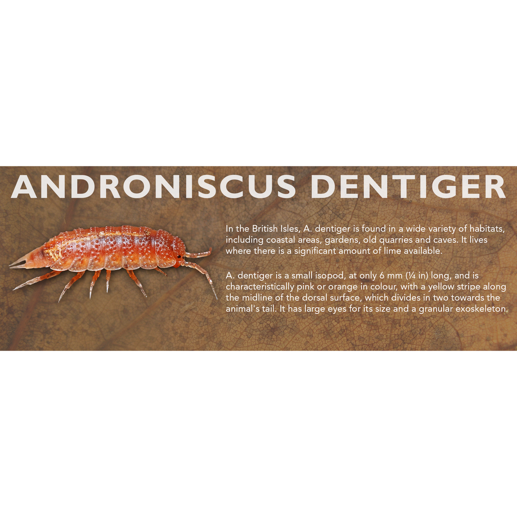 Androniscus dentiger - Isopod Label