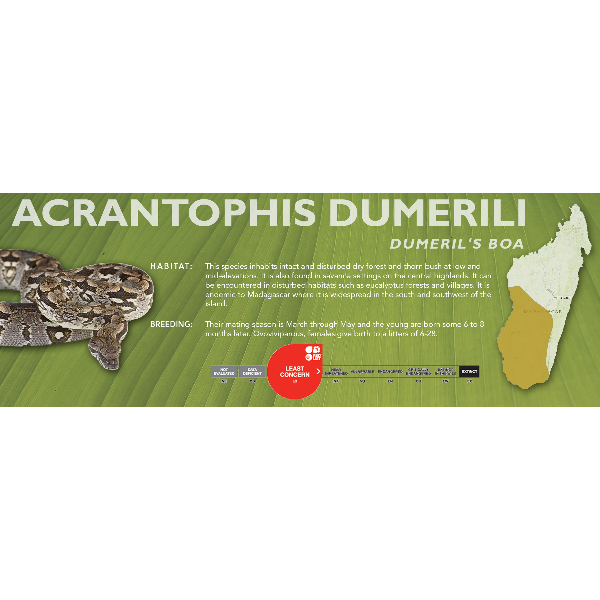 Python Dumerili Boas – Cloud Forest Design
