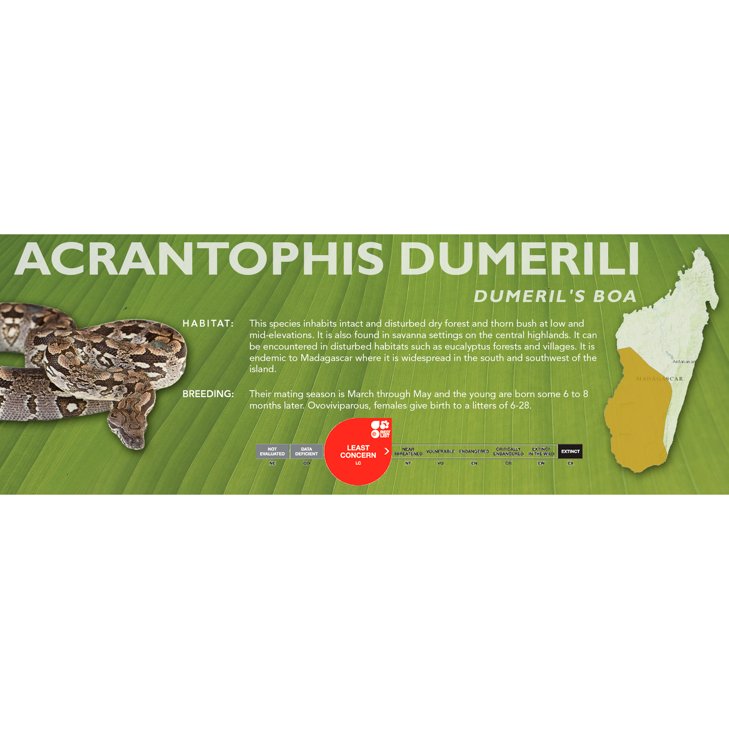 Dumeril's Boa (Acrantophis dumerili) Standard Vivarium Label