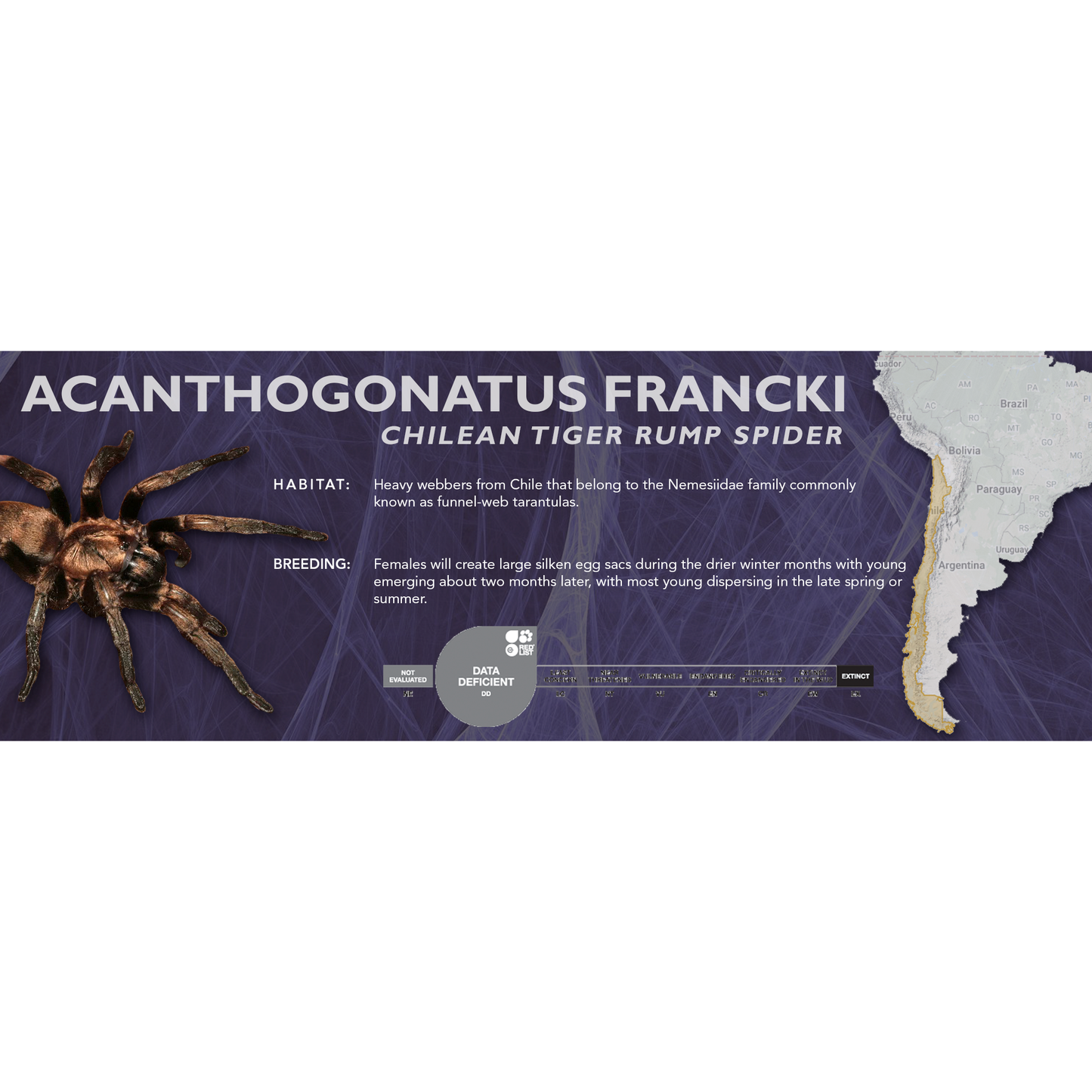 Chilean Tiger Rump Spider (Acanthogonatus francki) - Standard Vivarium Label