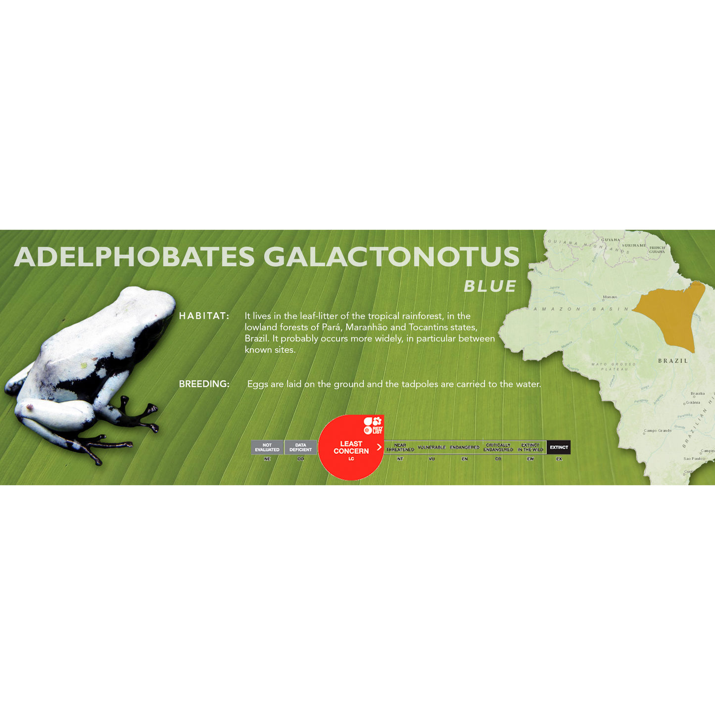 Adelphobates galactonotus - Classic Vivarium Label