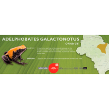 Load image into Gallery viewer, Adelphobates galactonotus - Standard Vivarium Label