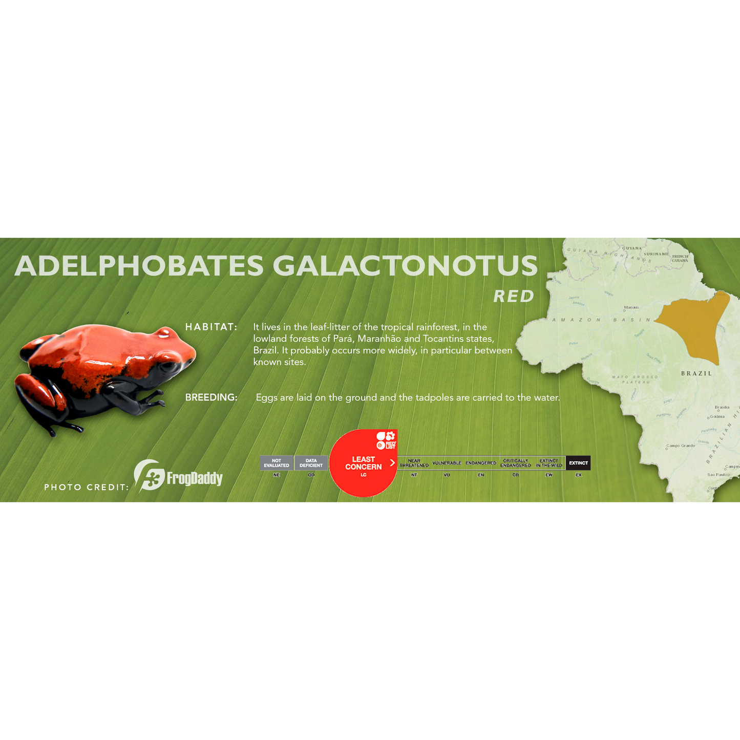 Adelphobates galactonotus - Classic Vivarium Label