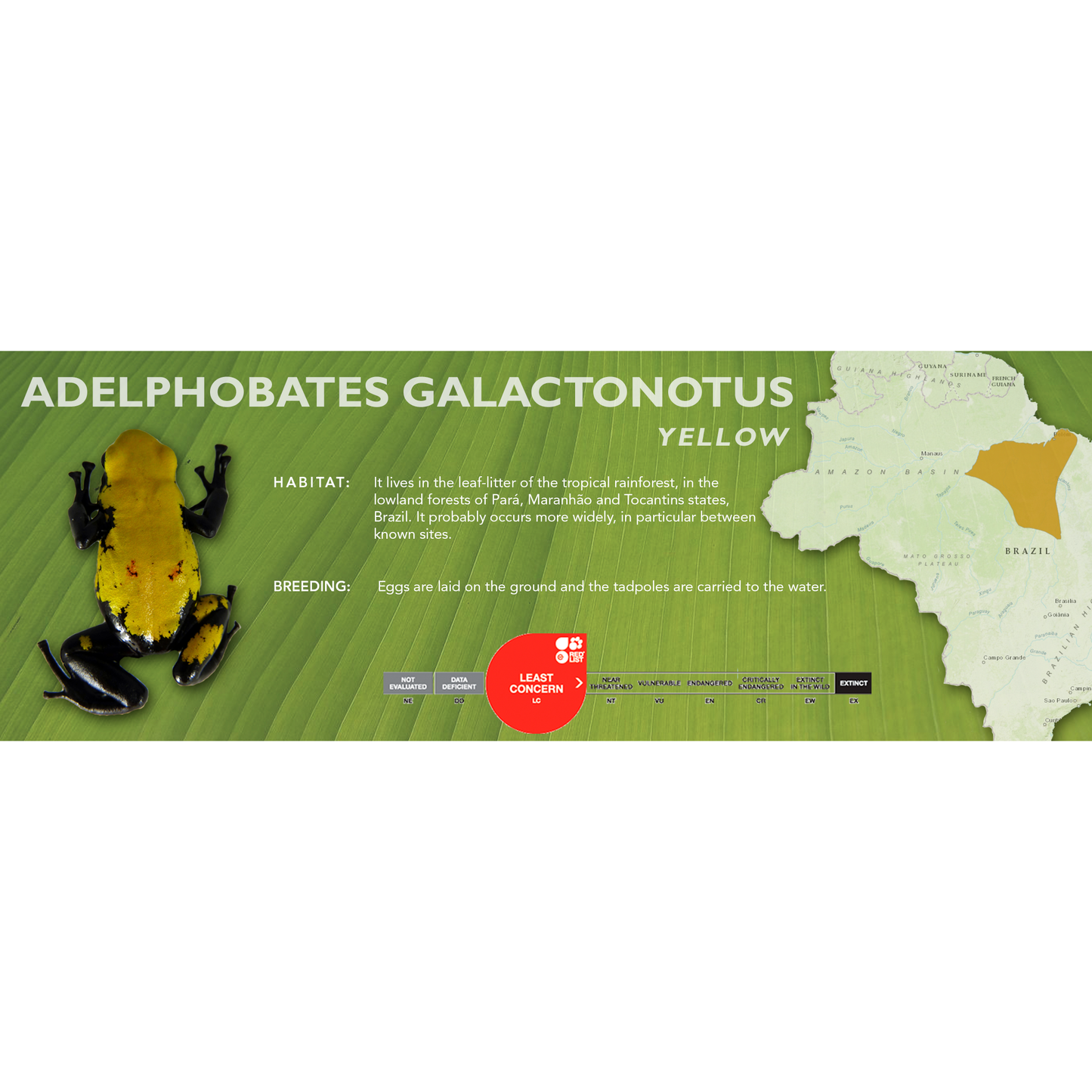 Adelphobates galactonotus - Classic Vivarium Label