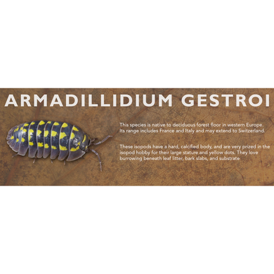 Armadillidium gestroi - Isopod Label