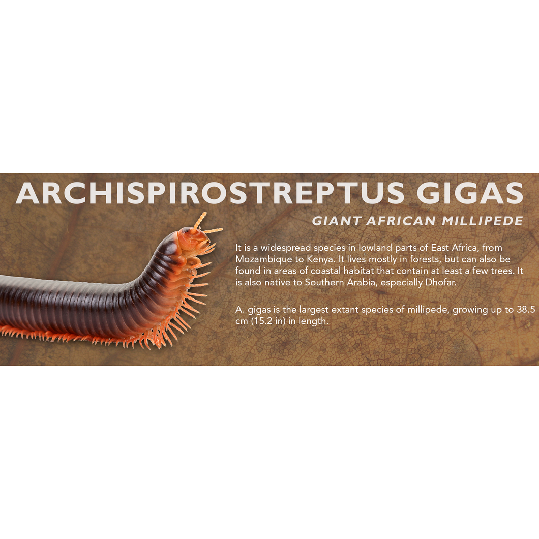 Archispirostreptus gigas - Giant African Millipede Label