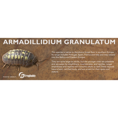 Armadillidium granulatum - Isopod Label