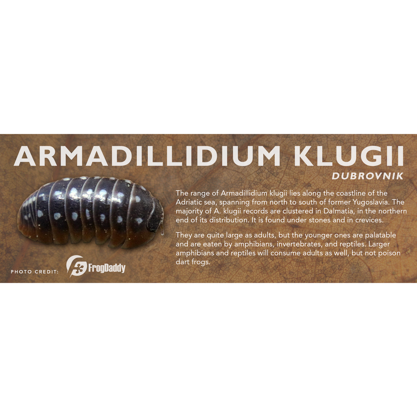 Armadillidium klugii - Isopod Label