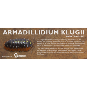 Armadillidium klugii - Isopod Label